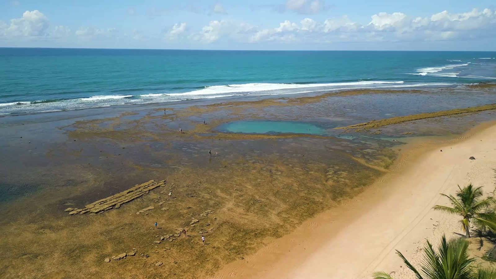 Vista aérea das piscinas naturais de Praia do Forte na maré baixa, com o recife, a faixa de areia e o coqueiral